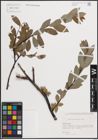 Foto von Salix daphnoides Vill.